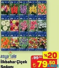 ASYA LALE İLKBAHAR ÇİÇEK SOĞANI